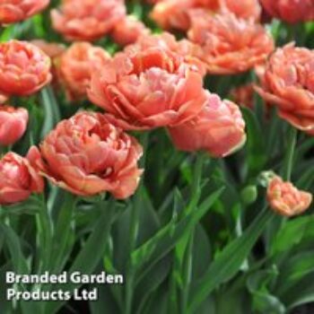 Tulip 'Copper Image'