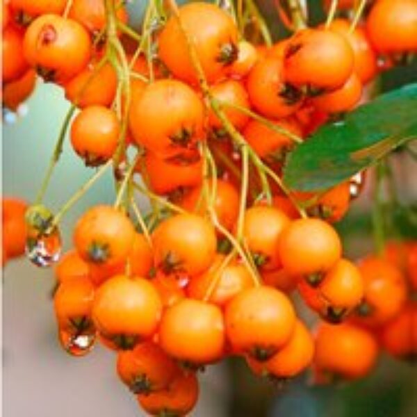 Pyracantha 'Golden Charmer'