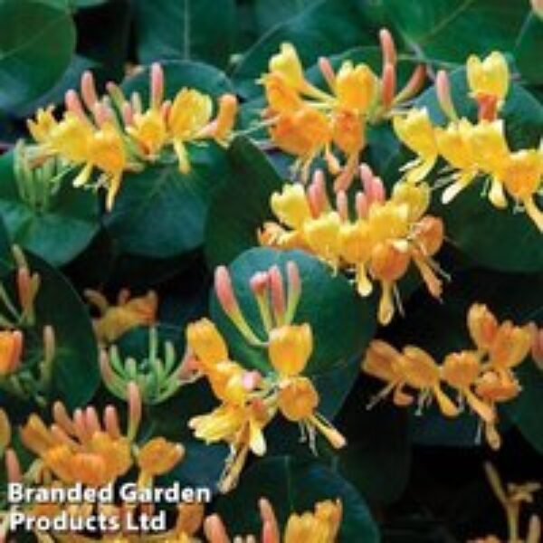 Lonicera x tellmanniana