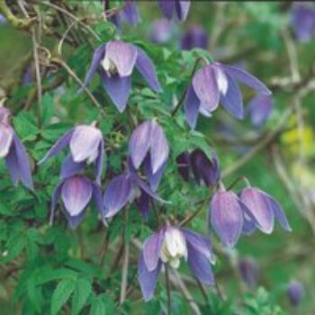 Clematis 'Frances Rivis'