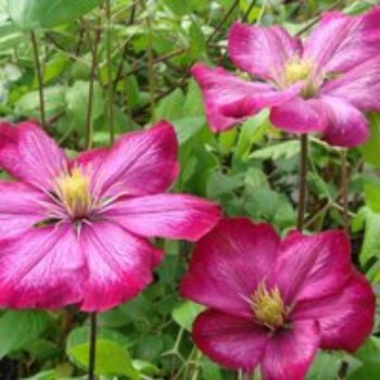 Clematis 'Ville de Lyon'