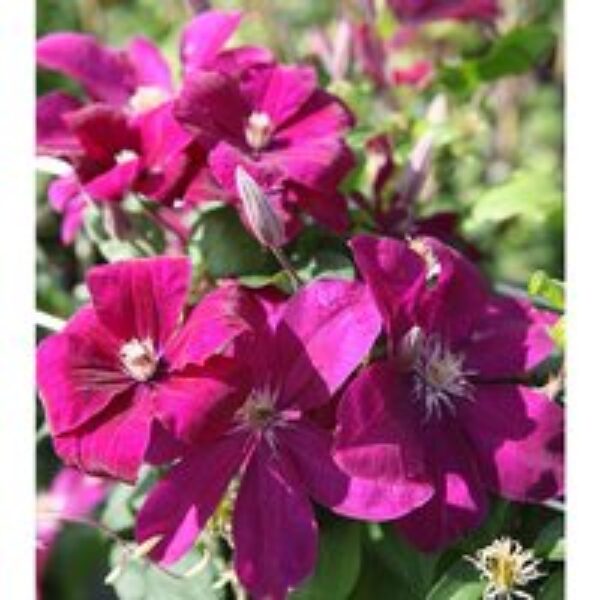 Clematis 'Rouge Cardinal'