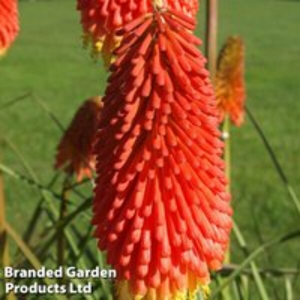 Red Hot Poker 'Papaya Popsicle'