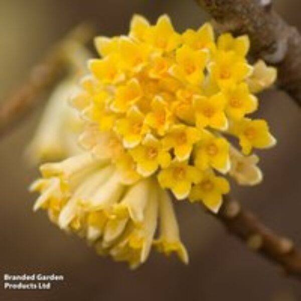 Edgeworthia chrysantha