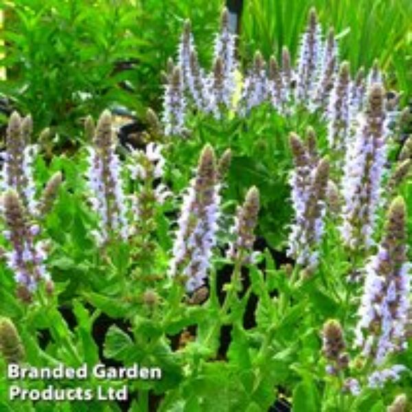 Salvia nemorosa 'Bumblesky'