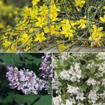 Hardy Shrub Trio