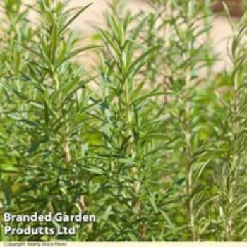 Rosemary 'Tuscan Blue'