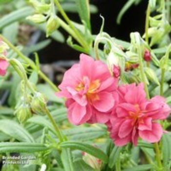 Helianthemum Cerise Queen