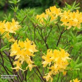 Rhododendron luteum