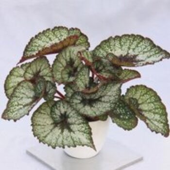 Begonia 'Rocheart'