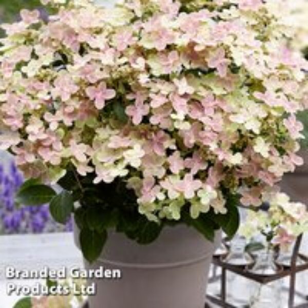 Hydrangea Paniculata 'Switch Ophelia'