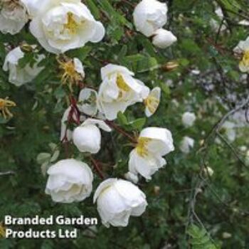 Burnet rose (Hedging)