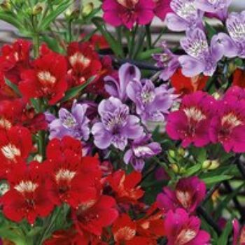 Alstroemeria 'Tree Everest Mix'