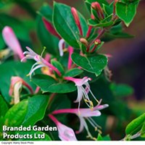 Lonicera japonica 'Red World'