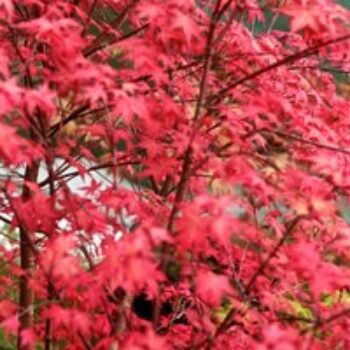 Acer palmatum 'Beni-Maiko'