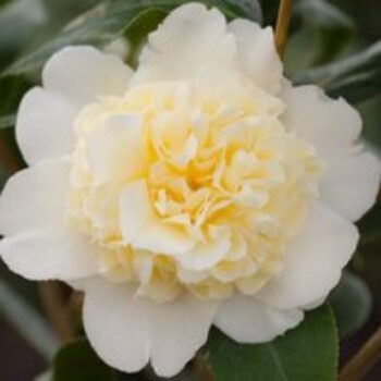 Camellia japonica Jury's Yellow