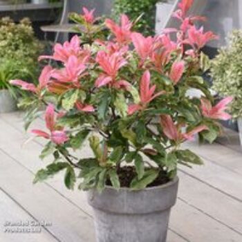 Photinia 'Pink Crispy'