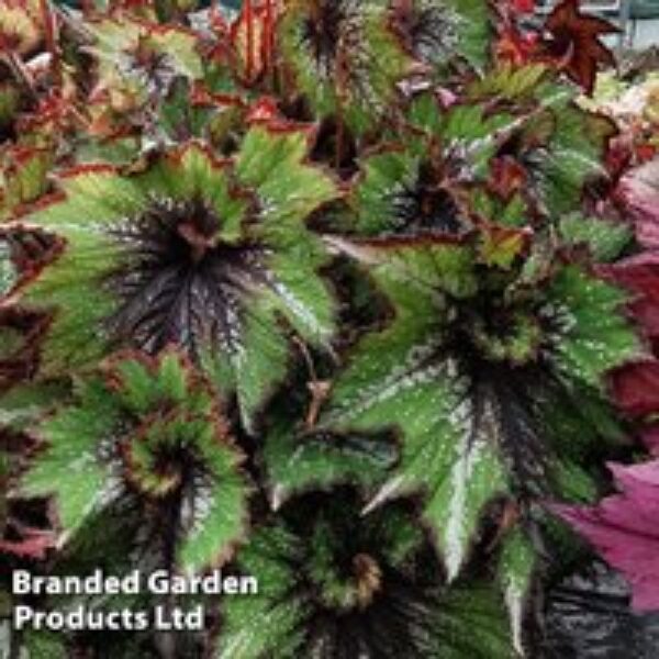 Begonia 'Green Gecko'