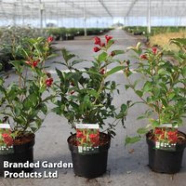 Weigela 'Cherry Love'