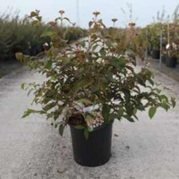 Viburnum plicatum 'Pinkimono'