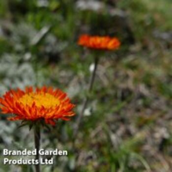 Erigeron aurantiacus