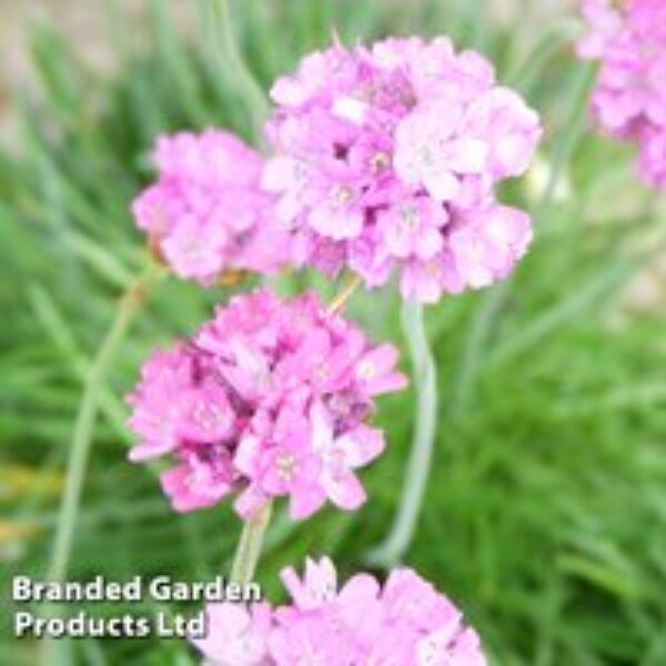 Armeria maritima