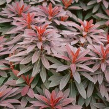 Euphorbia martinii 'Walberton's Ruby Glow'