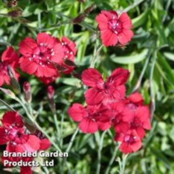 Dianthus deltoides 'Flashing Light'