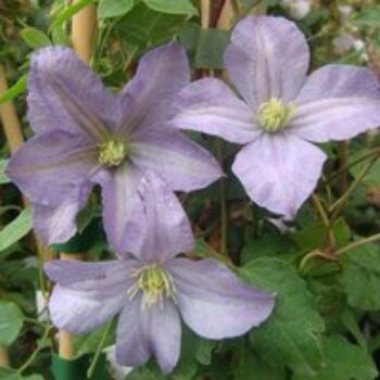 Clematis 'Prince Charles'