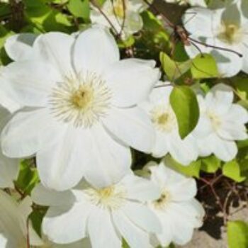 Clematis 'Guernsey Cream'