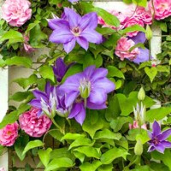 Clematis 'Jackmanii'