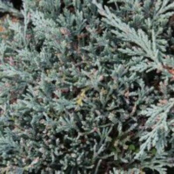 Juniperus horizontalis 'Icee Blue'