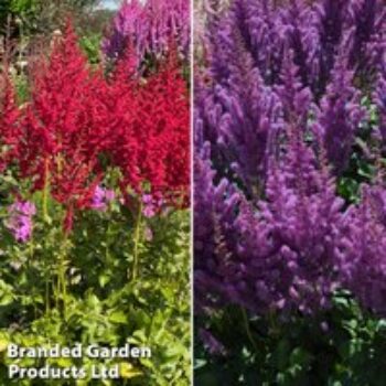 Astilbe chinensis 'Pearl' Collection