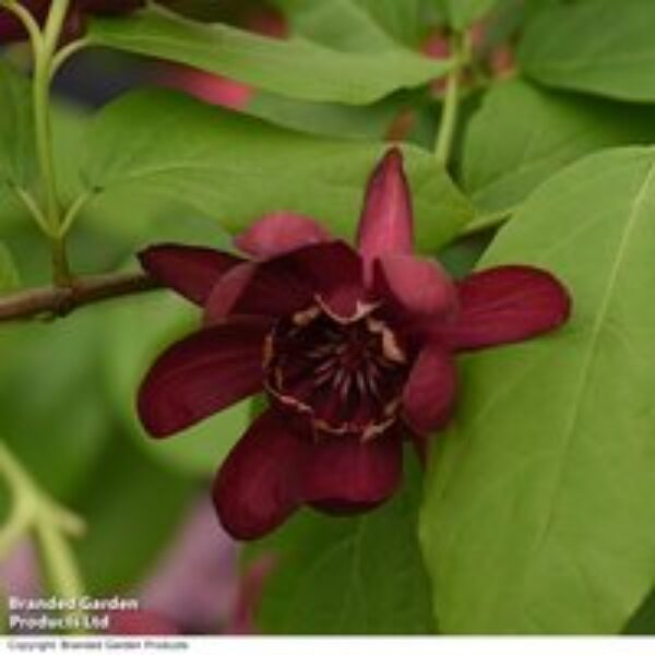 Calycanthus floridus 'Aphrodite'