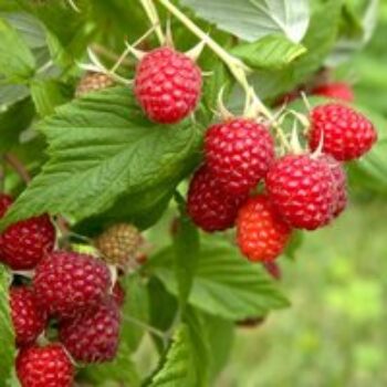 Raspberry 'Glen Fyne' (Summer fruiting)