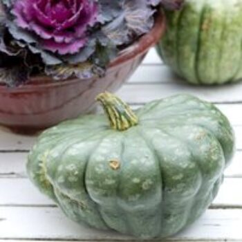 Squash 'Queensland Blue' - Seeds