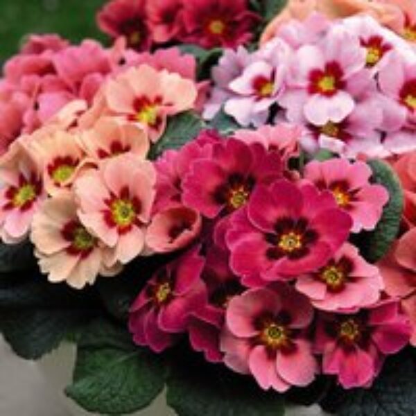 Primrose 'Husky Raspberry Punch'