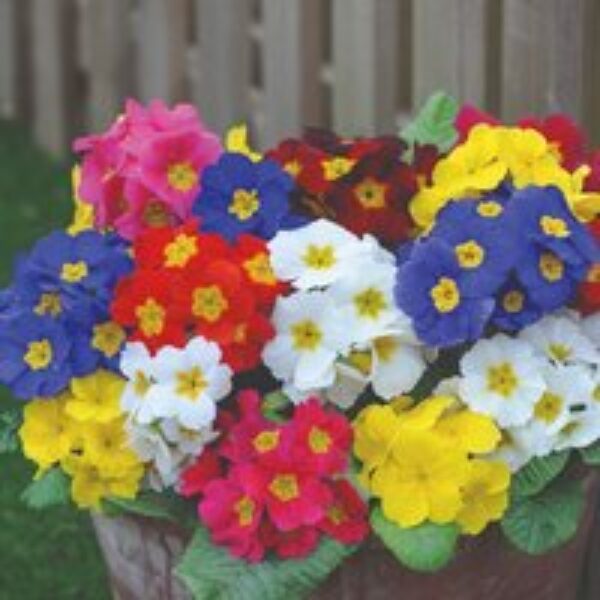 Polyanthus 'Most Scented Mix'