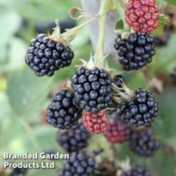 Blackberry 'Loch Maree'