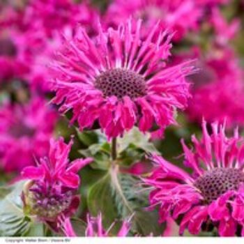 Monarda 'Elegant Purple'