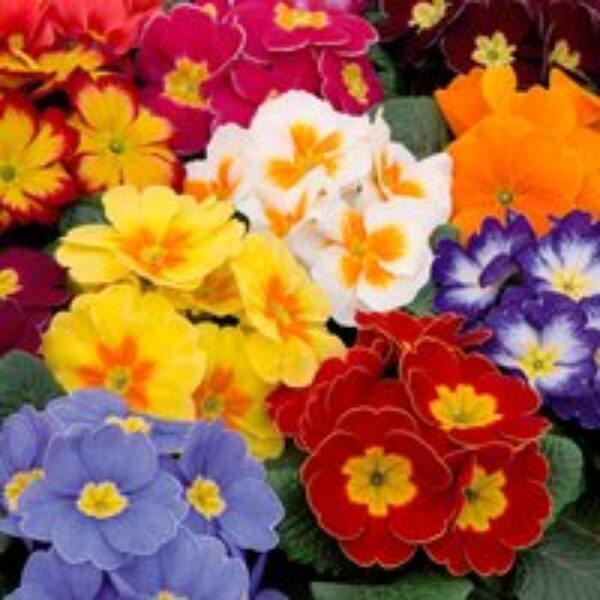 Primrose 'Alaska Improved Mixed'