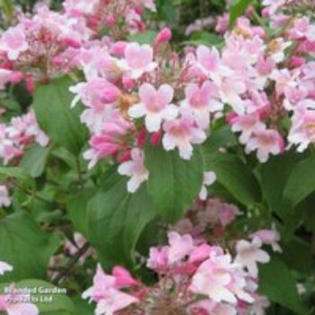 Kolkwitzia amabilis 'Pink Cloud'