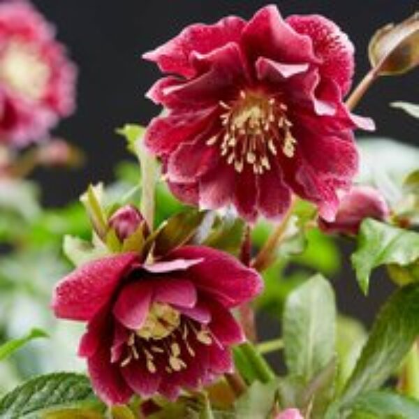 Hellebore 'Double Ellen Red'