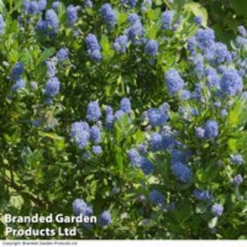 Ceanothus 'Skylark'