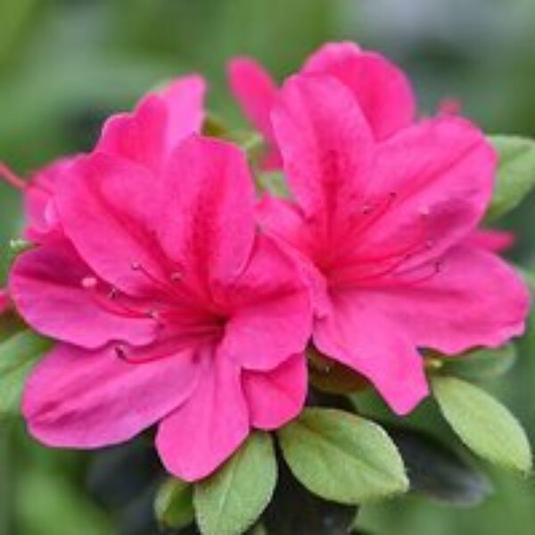 Azalea 'Dwarf Pink'