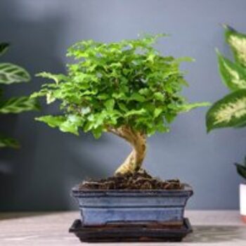 Bonsai Ligustrum