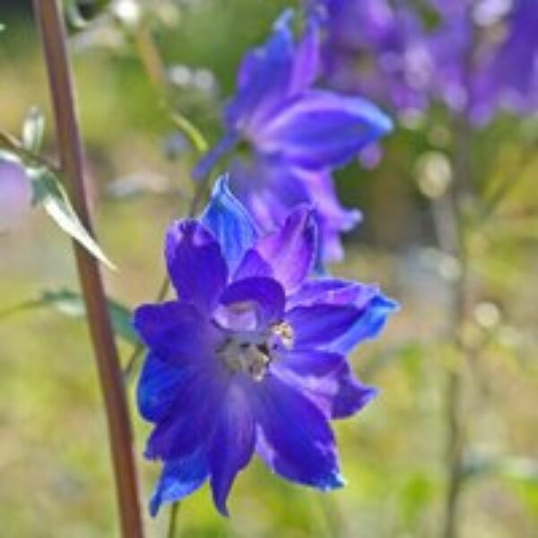 Delphinium 'Blue Bird' (Pacific Hybrid)