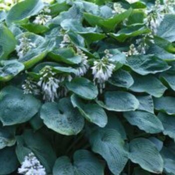 Hosta sieboldiana var. elegans