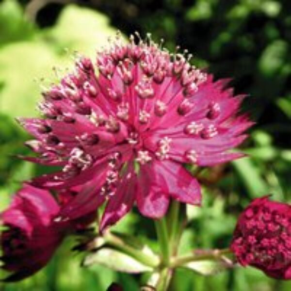 Astrantia major Censation™ 'Milano'