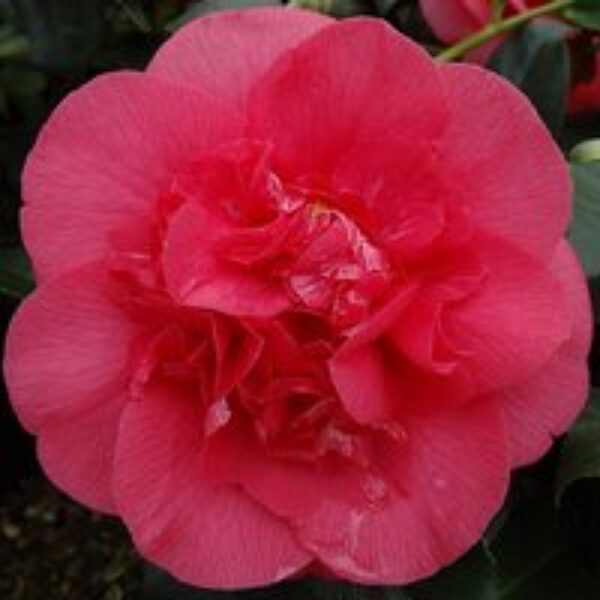 Camellia japonica 'R.L. Wheeler'